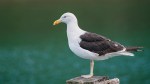 c02_steve-wallace_pacific-gull_open