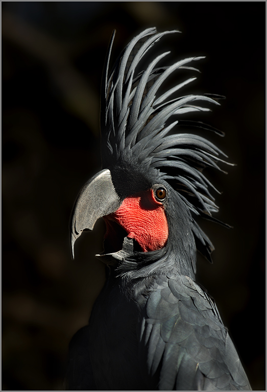C06_Alberto Giurelli_Palm cockatoo_Open