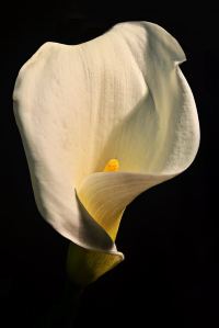 james-allan-arum-lilly