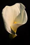 james-allan-arum-lilly
