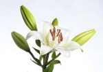 James Allan –&nbsp;Lilium