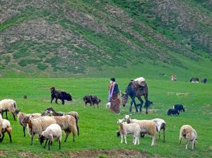 jenny-pedlar-moving-the-herd