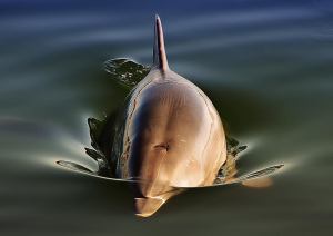 Port River Dolphin - James Allan