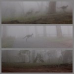 b10. Heather Connolly_foggyroos_set