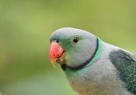 Helen Whitford – Malabar&nbsp;Parakeet
