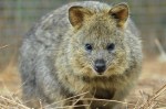 Helen Whitford –&nbsp;Quokka