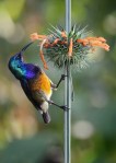 James Allan – Variable&nbsp;Sunbird