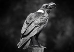 James Allan – White Naped&nbsp;Raven