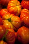 jenny_pedlar_tomatoes