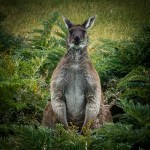 Old Master – Howard&nbsp;Seaman