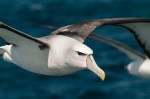 Albatross, Stewart Island