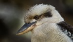 c02.Ron_Hassan-kookaburra-open