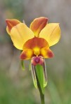c1. Ray Goulter_Diuris&nbsp;Orchid_Open