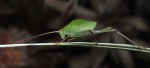 c7. Ray Goulter_Common Garden Katydid&nbsp;2_Open