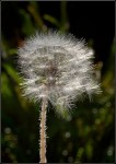 Helen Whitford_Fibre Optic&nbsp;Dandelion