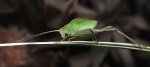 Common Garden Katydid – Ray&nbsp;Goulter