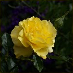 B16. Heather connolly_yellow_ set