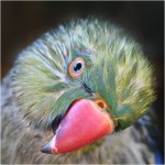 B3. Helen Whitford_Little Wet&nbsp;Birdie_Set