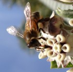 B7. Meredith Retallack -Bee collecting nectar.JPG-Colour set