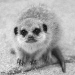 Mono_Helen Whitford_Cutie Pie_Set