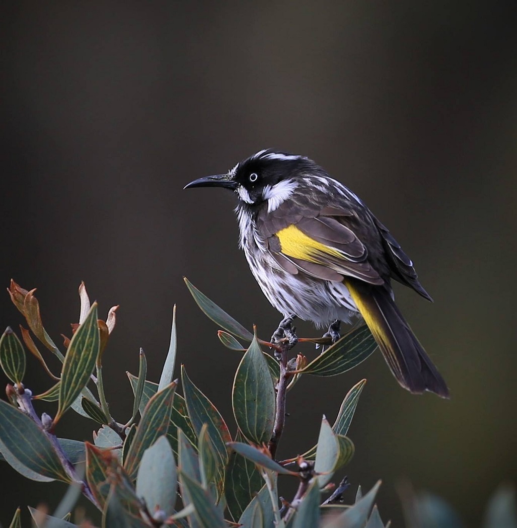 Perfect Pangarinda – Bev Langley | Blackwood Photographic Club of South ...