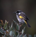 Perfect Pangarinda – Bev&nbsp;Langley