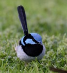 01. Glen Langley_Blue&nbsp;Wren