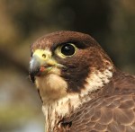 02. Ray Goulter_Peregrine