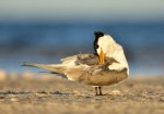 Preening Tern – Helen&nbsp;Whitford