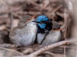 Fairy Wren Huddle – Judy&nbsp;Sara