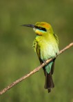 Rainbow Bee-eater – Gordon&nbsp;Lindqvist