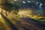 Misty Sunrise in McLaren Vale – Suzie&nbsp;Smith