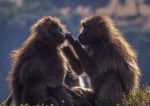 Gelada Grooming – Judy&nbsp;Sara