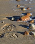 Leave Nothing but Footprints – Meredith&nbsp;Retallack
