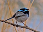 Superb Fairy Wren – Meredith&nbsp;Retallack