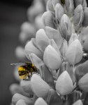 Yellow Bumble Bee – Di&nbsp;Gage