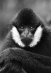 Gibbon Stare – Helen&nbsp;Whitford