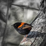 Red-backed Fairy Wren – Judy&nbsp;Sara