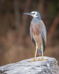 White Faced Heron – Suzie&nbsp;Smith