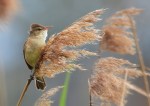 Reed Warbler – James&nbsp;Allan