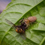 Caught You! – Judy&nbsp;Sara