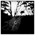 D13. Judy Sara – The&nbsp;Web