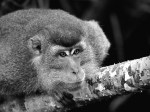 D4. Helen Whitford_Curious Macaque_Mono_Open