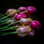 A12. Suzie Smith_Low Key Tulips_Colour_Set Subject
