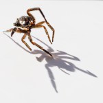 Judy Sara –&nbsp;Exoskeleton