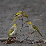 B12. Helen Whitford_Two Chicks to Feed_Colour_Open