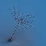 Judy Sara – Water&nbsp;Drops