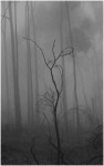 C1. Heather Connolly_Trees_Mono_Set