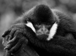 C10. Helen Whitford_White Cheeked&nbsp;Gibbon_Mono_Set