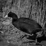 Judy Sara –&nbsp;Coot